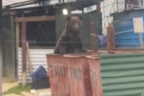 В  Амурской области полицейские прогнали медведя при помощи сирены автомобиля