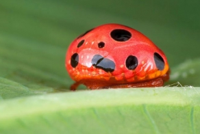 Чудеса маскировки. Часть 3. (20 фото)