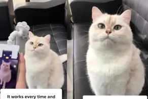 Кошачий магнит: новый гаджет превращает любого кота в фотомодель