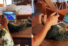 Пушистый и мурлыкающий геймпад