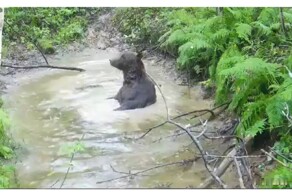 Медведь принимает грязевые ванны