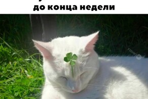 Скрины из соцсетей            