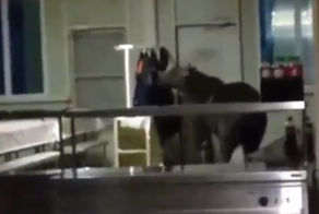 Медведь зашёл перекусить в столовую на Камчатке