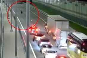 Медвежонок парализовал движение на трассе Москва-Петербург