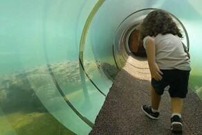 В зоопарке Майами есть подводный туннель для максимально близкой встречи с крокодилом