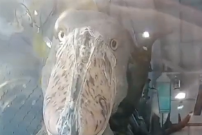 Китоглав не выспался