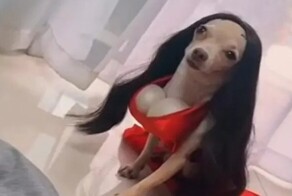 Мексиканец снимает сериал про своих собак