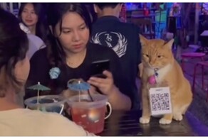 Кот, который устал работать