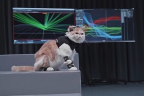 Котики помогли создать сложного босса в популярной игре