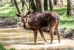 Лось - это судьба: машина экс-депутата Рашкина снова попала в историю с сохатым
