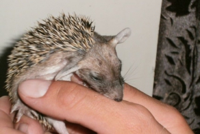 Новая мама для ёжиков (16 фото)