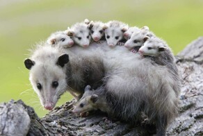 На общую тему&nbsp;