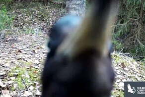 Дятел настучал бит на камере в Нижне-Свирском заповеднике
