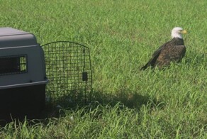 В США обнаружили орлана, который не мог взлететь