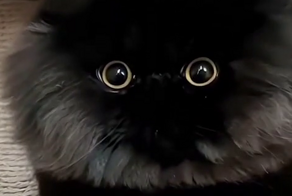 Если бы домовой был котом