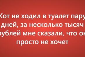 Пользователи сети рассказали о своих самых нелепых причинах поездки к ветеринару
