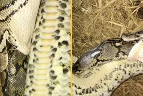 Ученые засняли, как две самые большие змеи в мире охотятся друг на друга