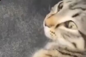Кот услышал звук кормушки и "телепортировался"