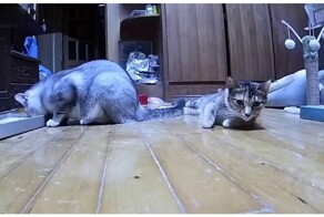 Переполох в кошачьей банде