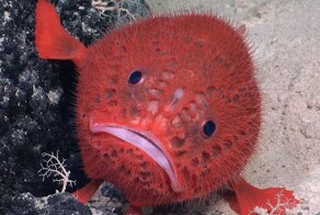 Морская жаба, макаронный монстр и осьминог-призрак: учёные нашли новых обитателей глубин