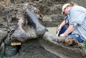 В Айове найден череп мастодонта возрастом 13600 лет