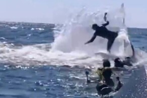 У берегов Австралии горбатый кит подбросил в воздух гида