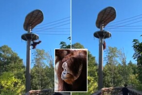 Из зоопарка в Торонто сбежал орангутан