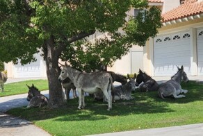 Всё вразнобой&nbsp;