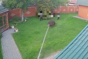 В Казани мужчина случайно убил рабочего вырванным пнём