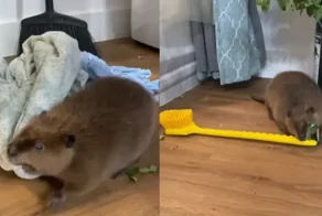 Бобр попытался построить плотину в жилище человека