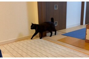 Кота накрыла осенняя меланхолия