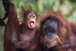 Всё вразнобой&nbsp;