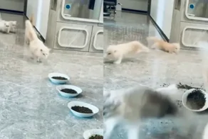 Котийский дрифт