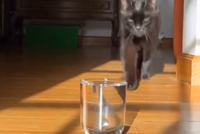 Забавный ритуал кота перед тем, как попить воды