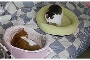 Абьюзивные отношения у котиков
