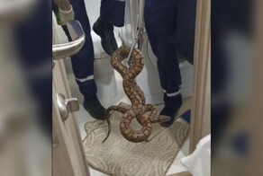В Краснодаре из унитаза выползла огромная змея