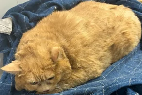 В Перми обнаружили бездомного кота весом 17 кг