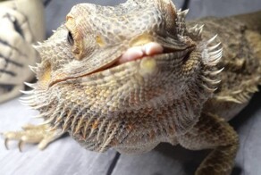 Фотовинегрет-5