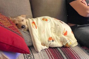 Фотовинегрет-6