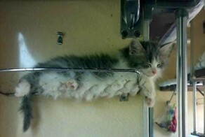 22 меховых комочка, которые отправились в путешествие и показали миру романтику железных дорог