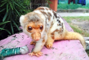 Что за зверь? (3 фото)