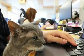 В Японии компания придумала, как спасти работников от выгорания