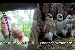 На видео с кормлением птиц наложили забавную озвучку