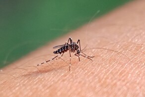 Американец получил комбо из опасных вирусов после укуса комара