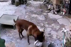 Пёс лишил хозяйку ужина и выпустил на свободу курицу