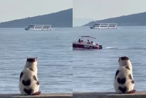 Кот, который любит любоваться морем