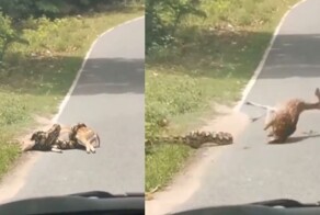 Семейная пара спасла оленя, на которого напала анаконда