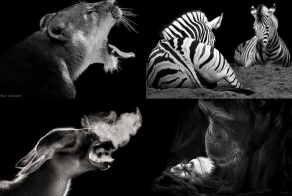 Черно-белые портреты животных в зоопарке (15 фото)