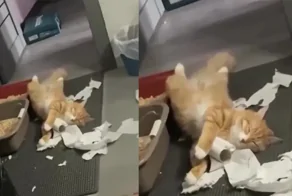 Кот уснул на месте преступления