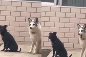 Домашняя лиса пытается влиться в собачью стаю, демонстрируя навыки «лая»